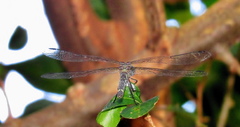 Notiothemis jonesi