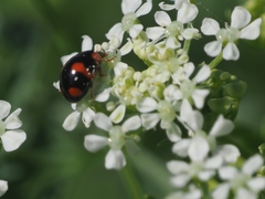 Brachiacantha quadrillum