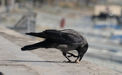 Corvus