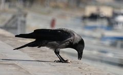 Corvus