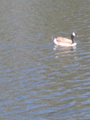 Branta canadensis