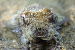 Sepia plangon