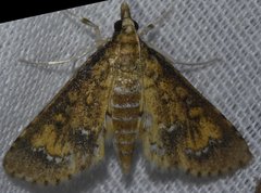 Niphograpta albiguttalis