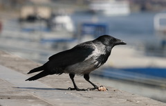 Corvus