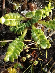 Drapetes muscosus