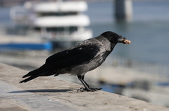 Corvus