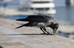 Corvus