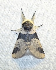 Furcula modesta