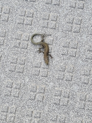 Podarcis guadarramae