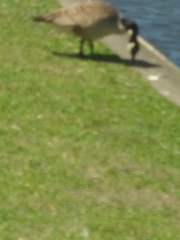 Branta canadensis