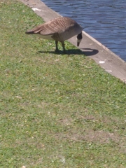 Branta canadensis