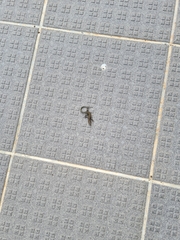 Podarcis guadarramae