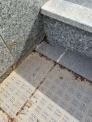 Podarcis guadarramae