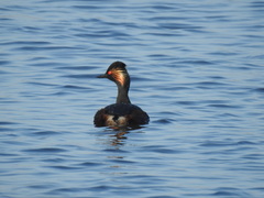 Podiceps nigricollis