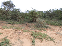 Mesembryanthemum aitonis