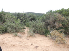 Helichrysum argyrosphaerum