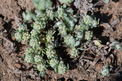 Psilocarphus tenellus