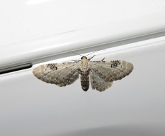Eupithecia centaureata