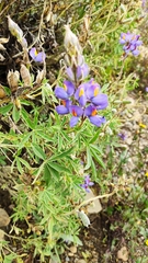 Lupinus altimontanus