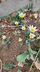Tulipa