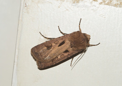 Agrotis exclamationis