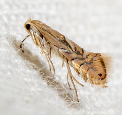 Phyllonorycter aeriferella