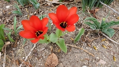 Tulipa