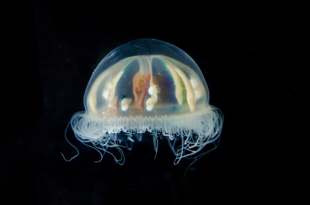 Benthocodon hyalinus