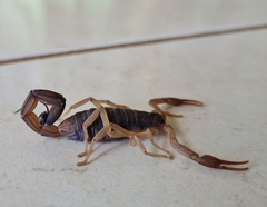 Centruroides margaritatus