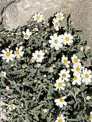 Melampodium cinereum