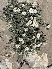 Melampodium cinereum