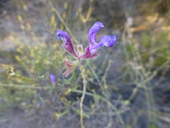 Salvia albicaulis