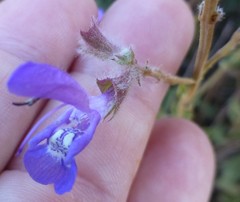 Salvia albicaulis