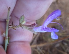 Salvia albicaulis