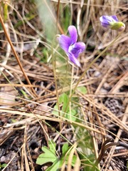 Viola septemloba