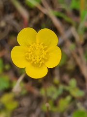 Ranunculus ollissiponensis