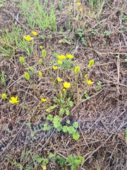 Ranunculus ollissiponensis
