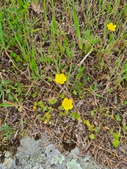 Ranunculus ollissiponensis
