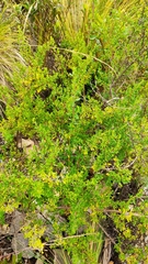 Minthostachys mollis