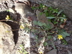 Ranunculus harveyi