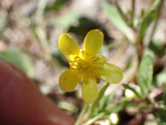 Ranunculus harveyi
