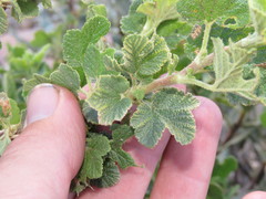 Ribes indecorum