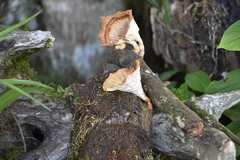 Cymatoderma caperatum