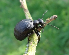 Meloe rugosus