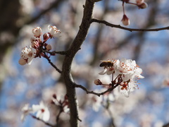 Prunus cerasifera pissardii