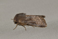 Orthosia populeti