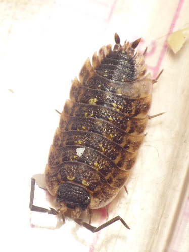 Brickwork Woodlouse photo 5