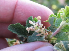 Ribes indecorum