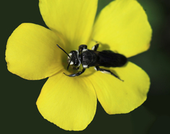 Andrena agilissima