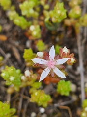 Sedum anglicum